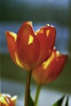 tulpe.jpg