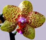 Orchidee_Gelb.jpg