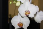 orchidee.jpg