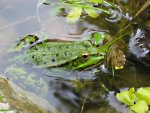 frosch.jpg
