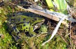 Frosch3.jpg