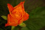 f28t3658p9936106n1.jpg