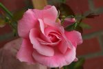 rose004.jpg