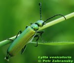 Lytta_vesicatoria_001_30_AS_c.jpg