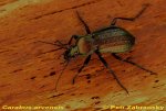 Carabus_arvensis_001_ASC.jpg