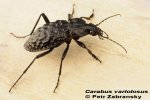 Carabus_variolosus_ASC.jpg