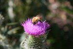 IMG_0751.jpg