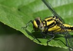 IMG_4650close.jpg
