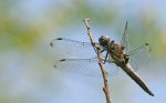 IMG_4516.jpg