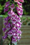 Digitalis_1.jpg