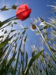 mai07_Kappele_Blumen_von_unten_061neu.jpg