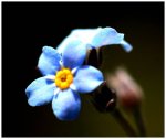 Blume-blau1.jpg