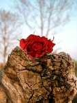 rose.jpg