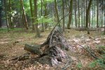 Knick_im_Wald.jpg