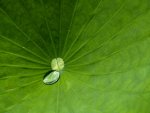 Lotus_2_F.jpg