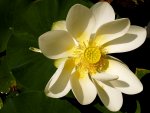 Lotus_3_F.jpg