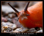 760-schnecke.jpg