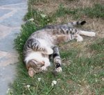 katze_hund_025.jpg
