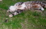 katze_maus_16.5._007.jpg