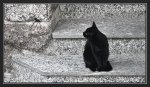 cat-spider.jpg