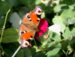 Butterfly2.jpg