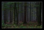 DSC_0085_october in the woods.jpg