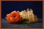 rose.jpg