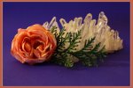 rose1.jpg