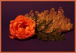 rose2.jpg