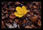 DSC_0143_Golden Leave.jpg