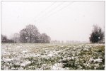 Schneewiese_900-forum.jpg