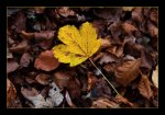 DSC_0143_Golden Leave_Vers 2 mehr Scharf.jpg