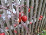 DSCF2204.jpg