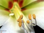 blume.JPG