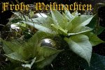 Weihnachten-FOTOFAQ2008.jpg