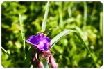 Blumen-und-Pflanzen-(2).jpg