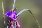 Gartenblume.jpg