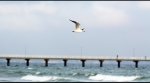 IMG_1534_bearb.jpg