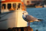 IMG_1640_bearb.JPG