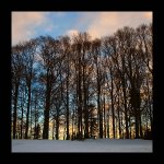DSC_0123_Trees against the evening sky.jpg