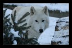 wolfi.jpg