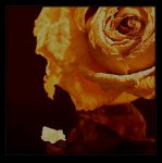 rose 027-a.jpg