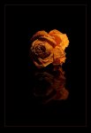 rose 003-a.jpg