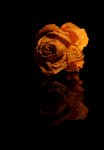 rose 003-2.jpg