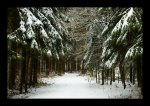 DSC_0008_Winterland.jpg