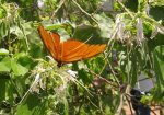 Schmetterling2.jpg
