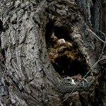 IMG_6621 600x600.jpg