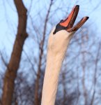 IMG_1815.jpg