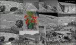 Gibelina b&W Collage [800x600]_(C).jpg