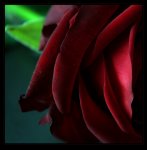 Rose I.jpg